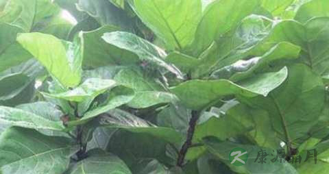 琴叶榕的药用价值_琴叶榕的副作用 琴叶榕的药用价值_琴叶榕的副作用