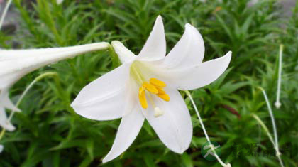 百合花的功效与作用_百合花的药用价值 百合花的功效与作用_百合花的药用价值