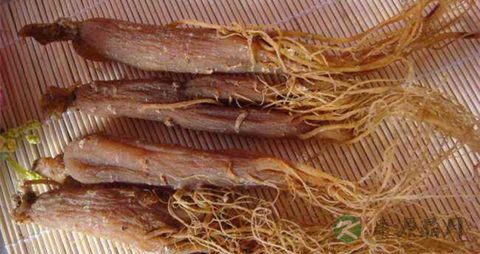 小红参的药用价值_小红参的副作用 小红参的药用价值_小红参的副作用