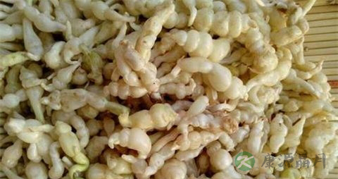 甘露子的药用价值_甘露子的副作用 甘露子的药用价值_甘露子的副作用