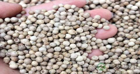 白胡椒的功效与作用 白胡椒的功效与作用