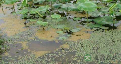 水绵的药用价值_水绵的副作用 水绵的药用价值_水绵的副作用