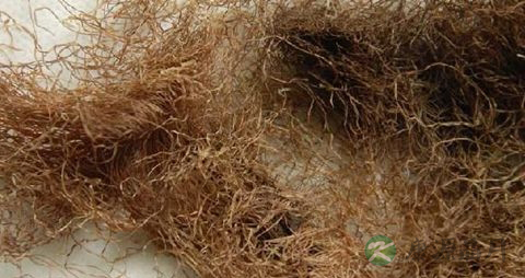 降糖中草药有哪些 降糖中草药有哪些