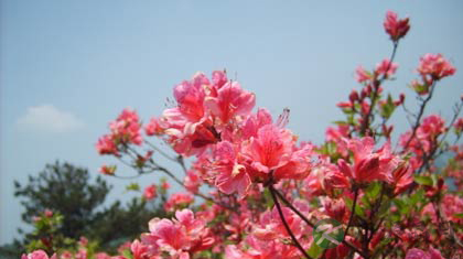 杜鹃花的功效与作用_杜鹃花的药用价值 杜鹃花的功效与作用_杜鹃花的药用价值