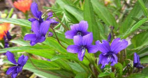 紫花地丁的药用价值_紫花地丁的副作用 紫花地丁的药用价值_紫花地丁的副作用