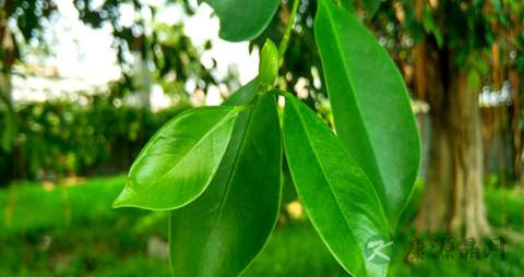 榕树叶的药用价值_榕树叶的副作用 榕树叶的药用价值_榕树叶的副作用