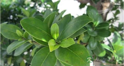 小叶榕的药用价值_小叶榕的副作用 小叶榕的药用价值_小叶榕的副作用