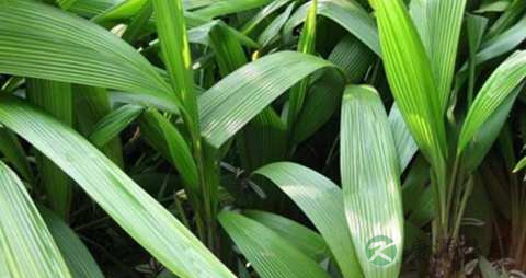 仙茅的功效与作用 仙茅的功效与作用