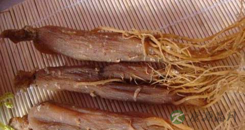 小红参的功效与作用 小红参的功效与作用