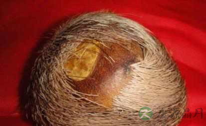 当门子的药用价值_当门子的副作用 当门子的药用价值_当门子的副作用