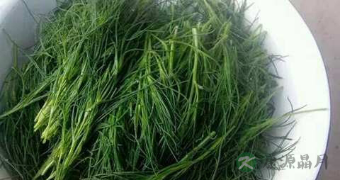 猪毛菜的功效与作用 猪毛菜的功效与作用