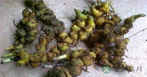 山姜的功效与作用 山姜的功效与作用