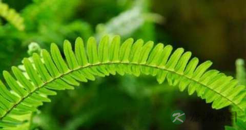 肾蕨的功效与作用
