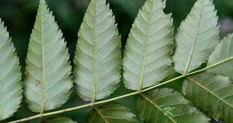苦木的药用价值_苦木的副作用 苦木的药用价值_苦木的副作用