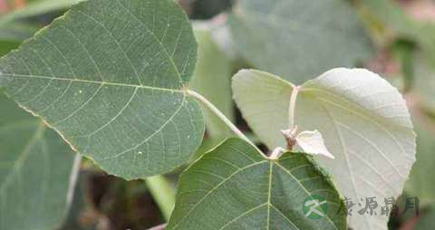 白背叶的功效与作用 白背叶的功效与作用