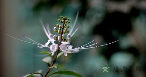 猫须草的药用价值_猫须草的副作用 猫须草的药用价值_猫须草的副作用