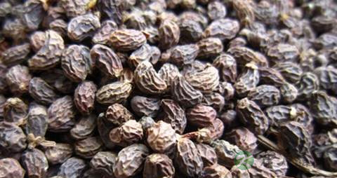 治花眼的中草药有哪些 治花眼的中草药有哪些