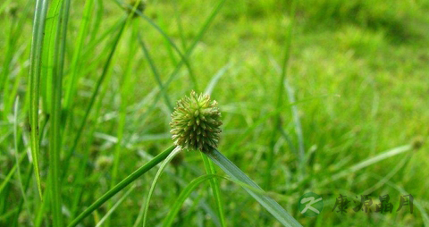 水蜈蚣的功效与作用 水蜈蚣的功效与作用