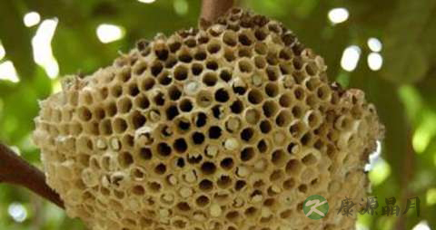 露蜂房的功效与作用 露蜂房的功效与作用