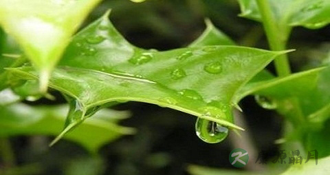 枸骨叶的药用价值_枸骨叶的副作用 枸骨叶的药用价值_枸骨叶的副作用