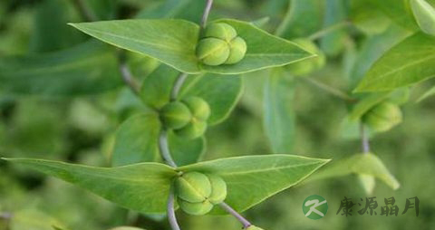 千金子的药用价值_千金子的副作用 千金子的药用价值_千金子的副作用