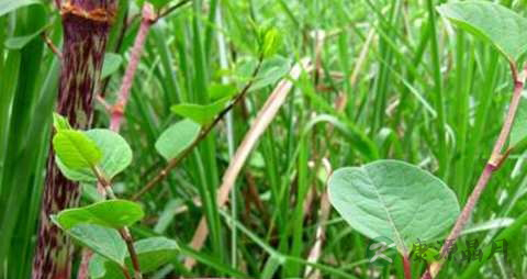 虎杖的药用价值_虎杖的副作用 虎杖的药用价值_虎杖的副作用