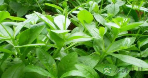 人参叶的药用价值_人参叶的副作用 人参叶的药用价值_人参叶的副作用