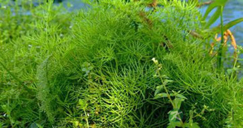 水蕨的功效与作用 水蕨的功效与作用