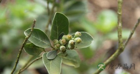 蔓荆子的药用价值_蔓荆子的副作用 蔓荆子的药用价值_蔓荆子的副作用