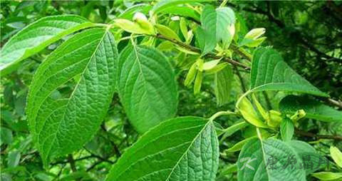杜仲叶的药用价值_杜仲叶的副作用 杜仲叶的药用价值_杜仲叶的副作用