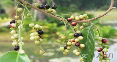 五月茶的药用价值_五月茶的副作用 五月茶的药用价值_五月茶的副作用