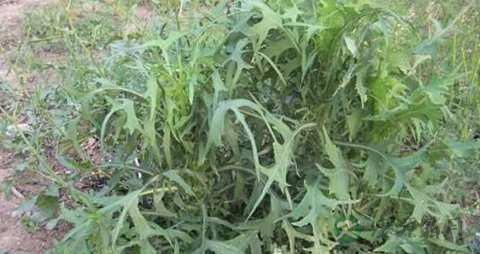 山莴苣的功效与作用 山莴苣的功效与作用