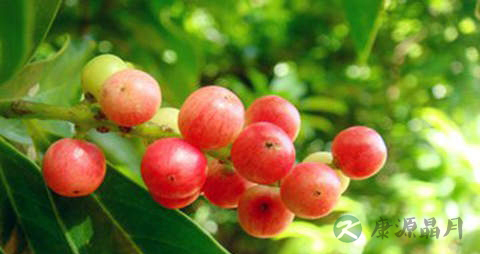 五月茶的药用价值_五月茶的副作用 五月茶的药用价值_五月茶的副作用