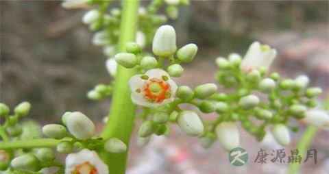 香椿花的作用 香椿花的作用