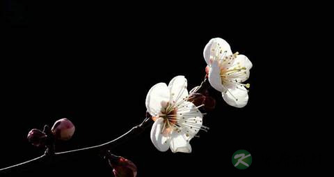 白梅花的药用价值_白梅花的副作用 白梅花的药用价值_白梅花的副作用