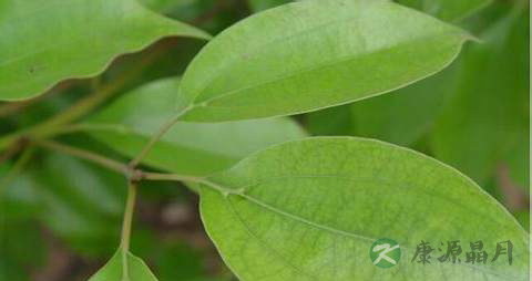 榕树叶的药用价值_榕树叶的副作用 榕树叶的药用价值_榕树叶的副作用