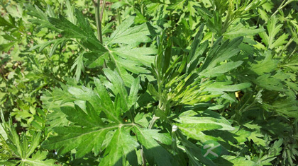 五月艾的功效与作用_五月艾的药用价值 五月艾的功效与作用_五月艾的药用价值