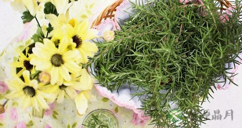 金沸草的功效与作用 金沸草的功效与作用