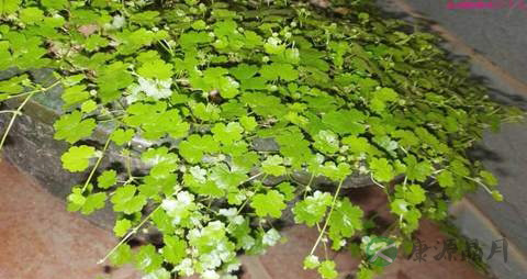 天胡荽的药用价值_天胡荽的副作用 天胡荽的药用价值_天胡荽的副作用