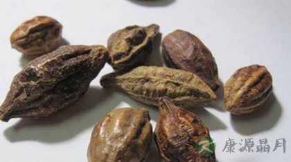 诃子的功效与作用_诃子的药用价值 诃子的功效与作用_诃子的药用价值