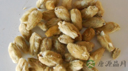 玉兰花的功效与作用_玉兰花的药用价值 玉兰花的功效与作用_玉兰花的药用价值