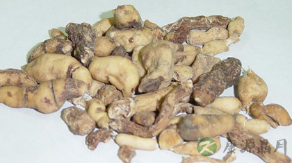甘遂的功效与作用_甘遂的药用价值 甘遂的功效与作用_甘遂的药用价值
