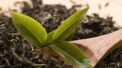 茶叶的功效与作用_茶叶的药用价值 茶叶的功效与作用_茶叶的药用价值
