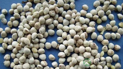 白苏子的功效与作用_白苏子的药用价值 白苏子的功效与作用_白苏子的药用价值