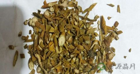 桑寄生的功效与作用_桑寄生的药用价值 桑寄生的功效与作用_桑寄生的药用价值