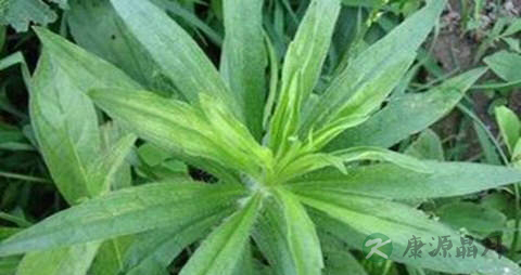 小飞蓬的药用价值_小飞蓬的副作用 小飞蓬的药用价值_小飞蓬的副作用