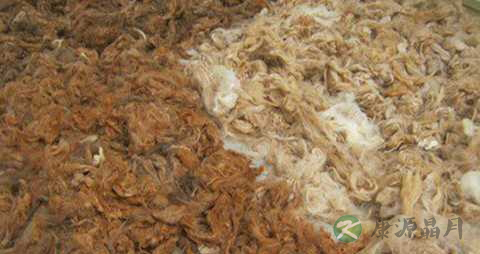 骆驼毛的药用价值_骆驼毛的副作用 骆驼毛的药用价值_骆驼毛的副作用