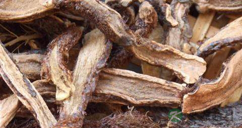 毛姜的药用价值_毛姜的副作用 毛姜的药用价值_毛姜的副作用