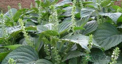 苏子的药用价值_苏子的副作用 苏子的药用价值_苏子的副作用