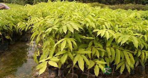 人面子的药用价值_人面子的副作用 人面子的药用价值_人面子的副作用